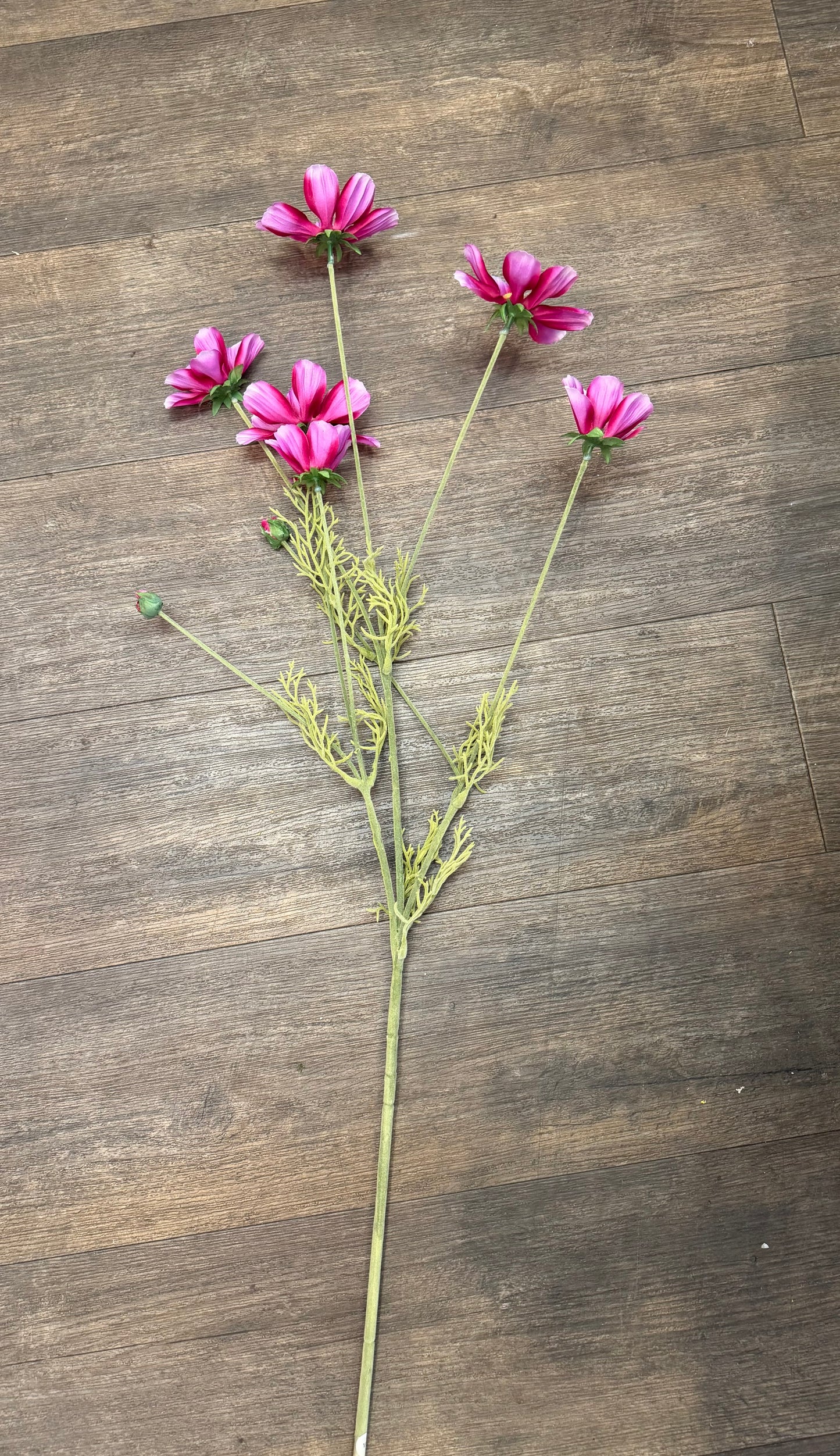 Seidenblume Cosmea (Schmuckkörbchen) rosa/pink