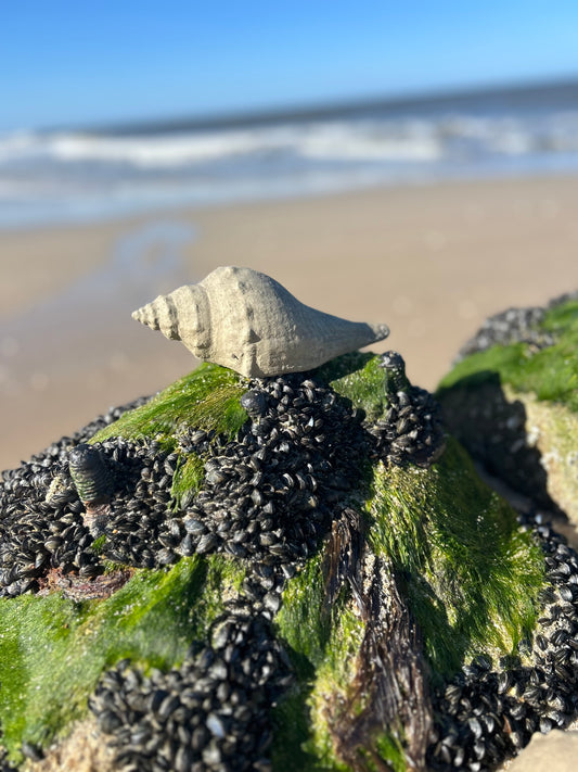 kleine Urlaubserinnerung🐚