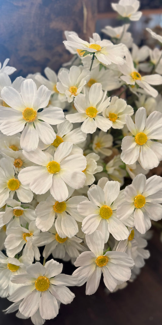 Seidenblume Cosmea (Schmuckkörbchen) weiß