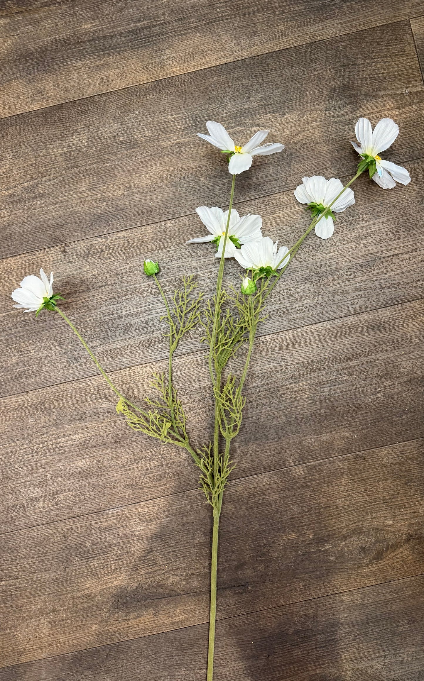 Seidenblume Cosmea (Schmuckkörbchen) weiß