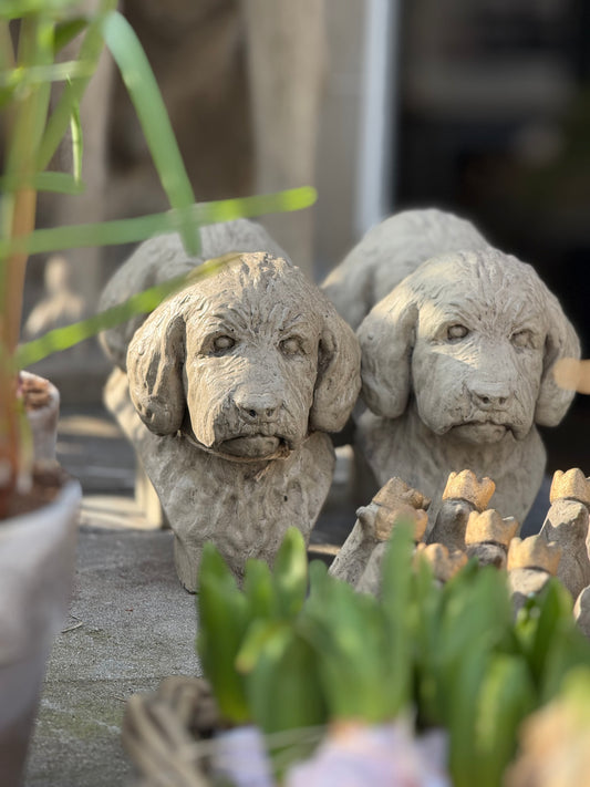 Gartenkunst Labradoodle/Pudel Büste aus Sandsteinbeton