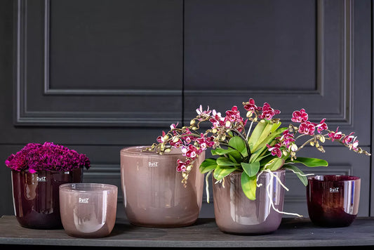 DutZ Pot Wide in Old Purple