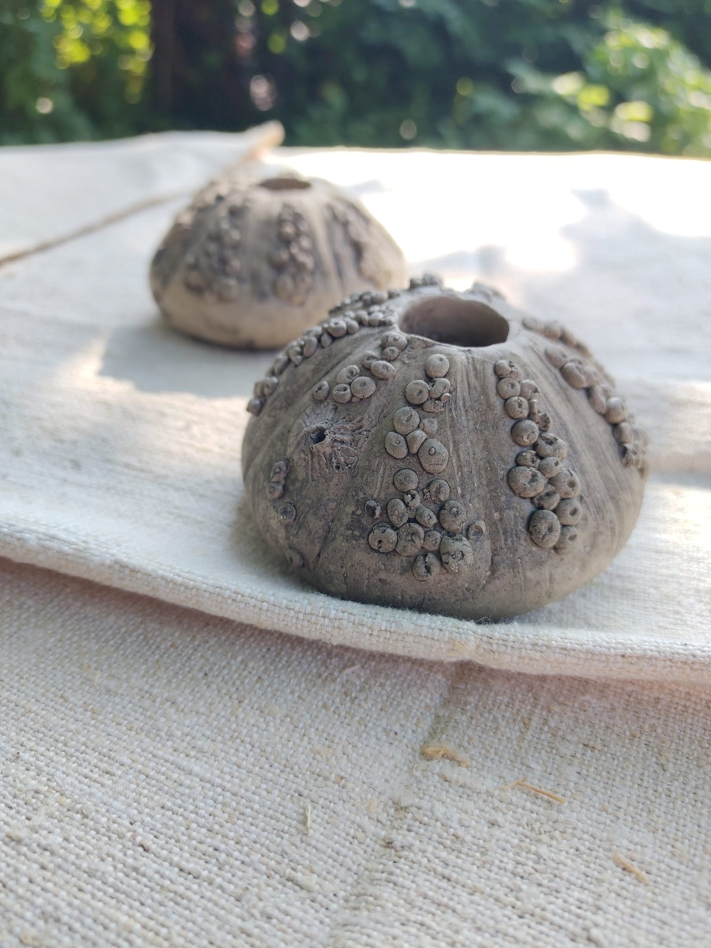 Gartenkunst Seeigel