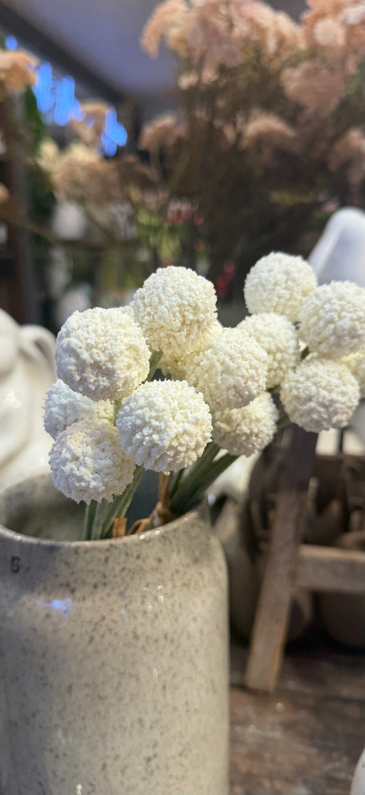 Seidenblume/Kunstblume Craspedia Bund