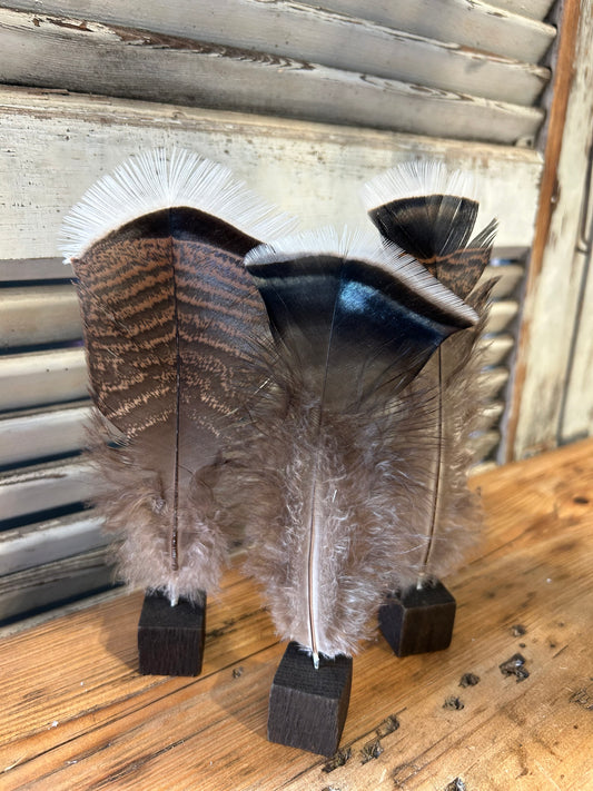 Vogelfeder auf Fuß vom Truthahn