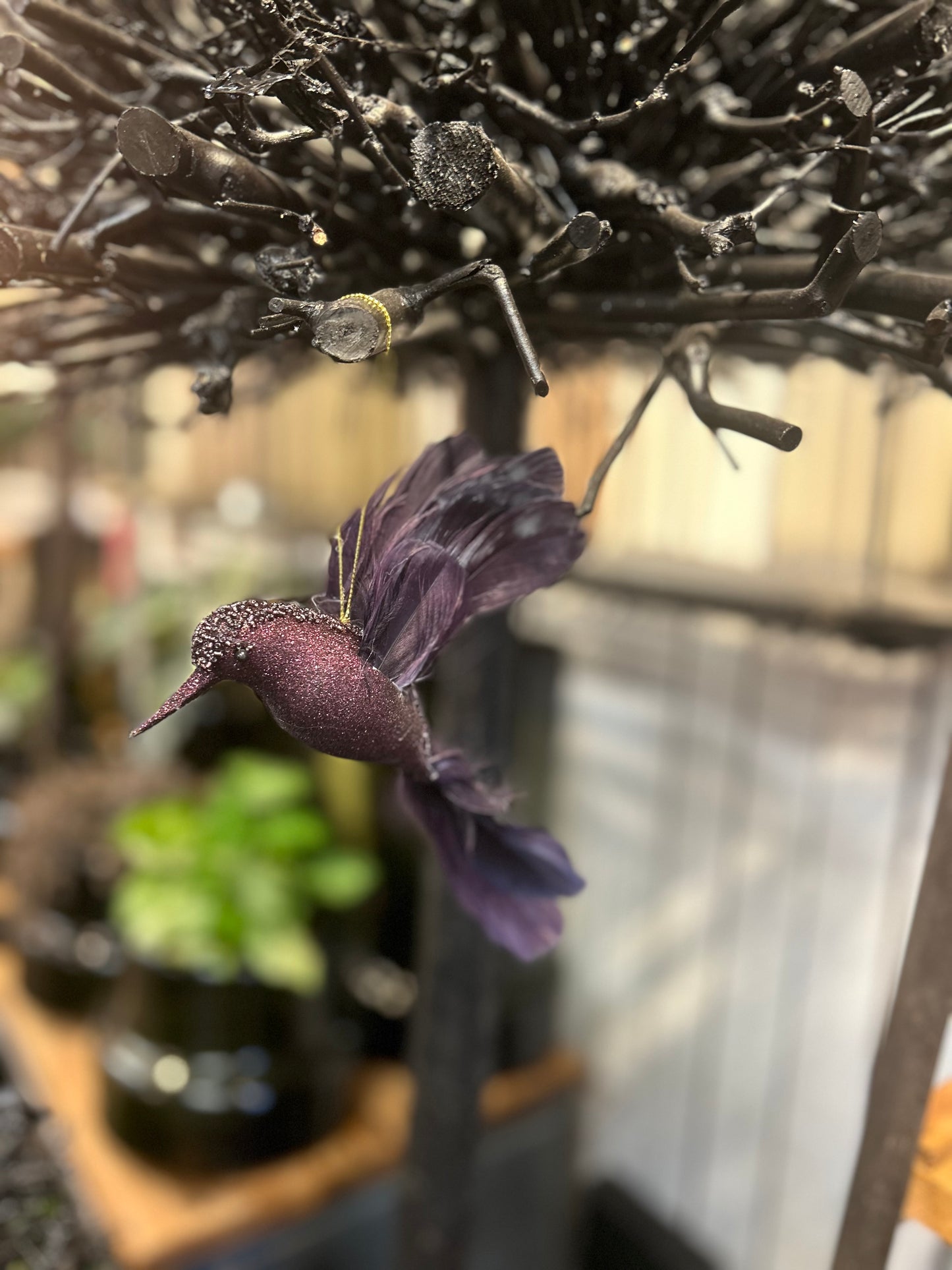 Kolibri