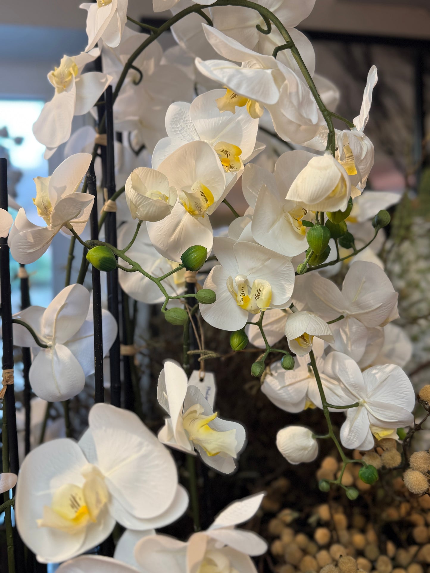 Seidenblume Orchidee Pflanze XXL