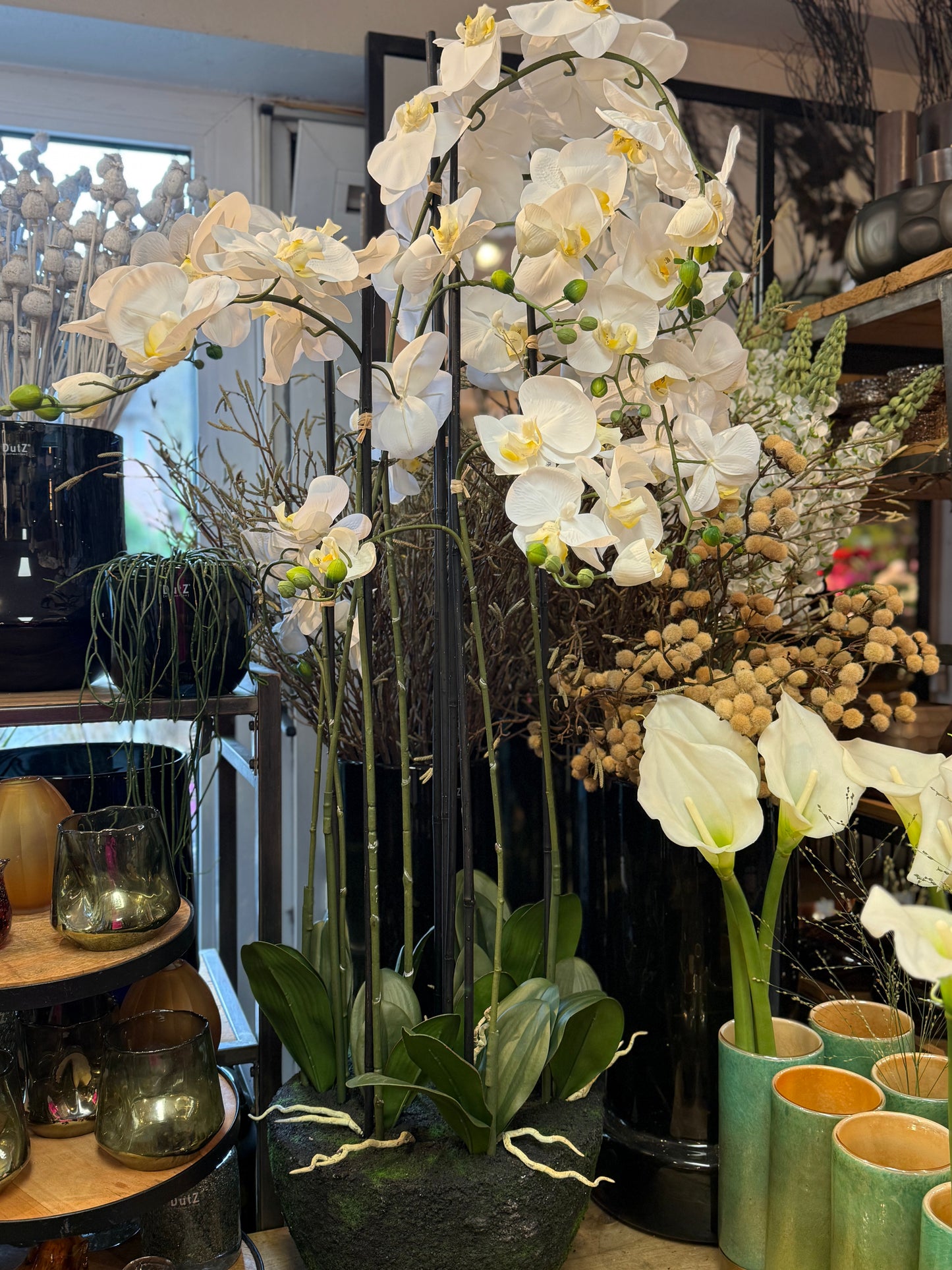 Seidenblume Orchidee Pflanze XXL
