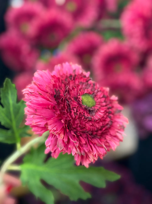 Seidenblume/Kunstblume  Gebera gefüllt
