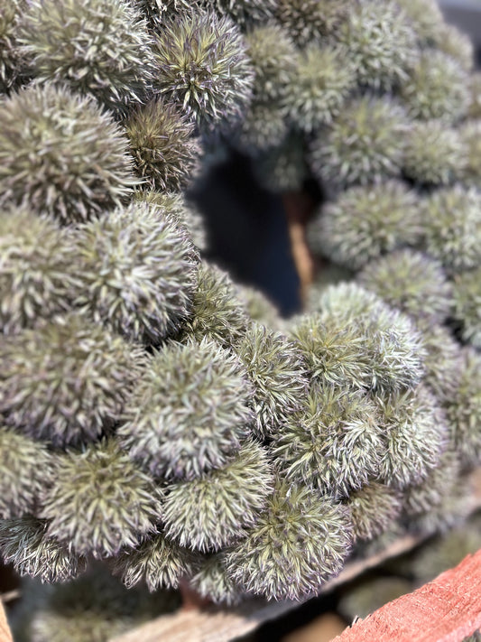 Distel Trockenkranz