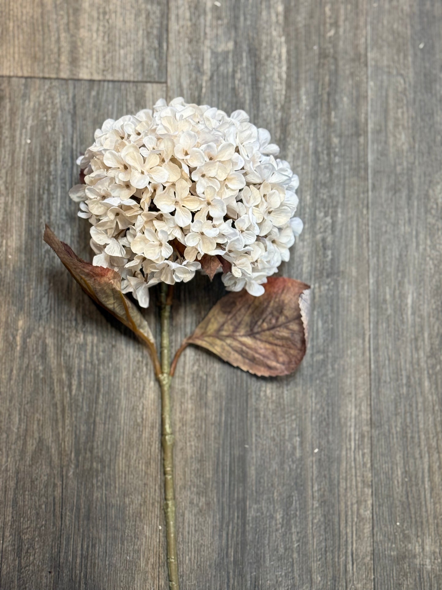 Seidenblume Hortensie off wiht