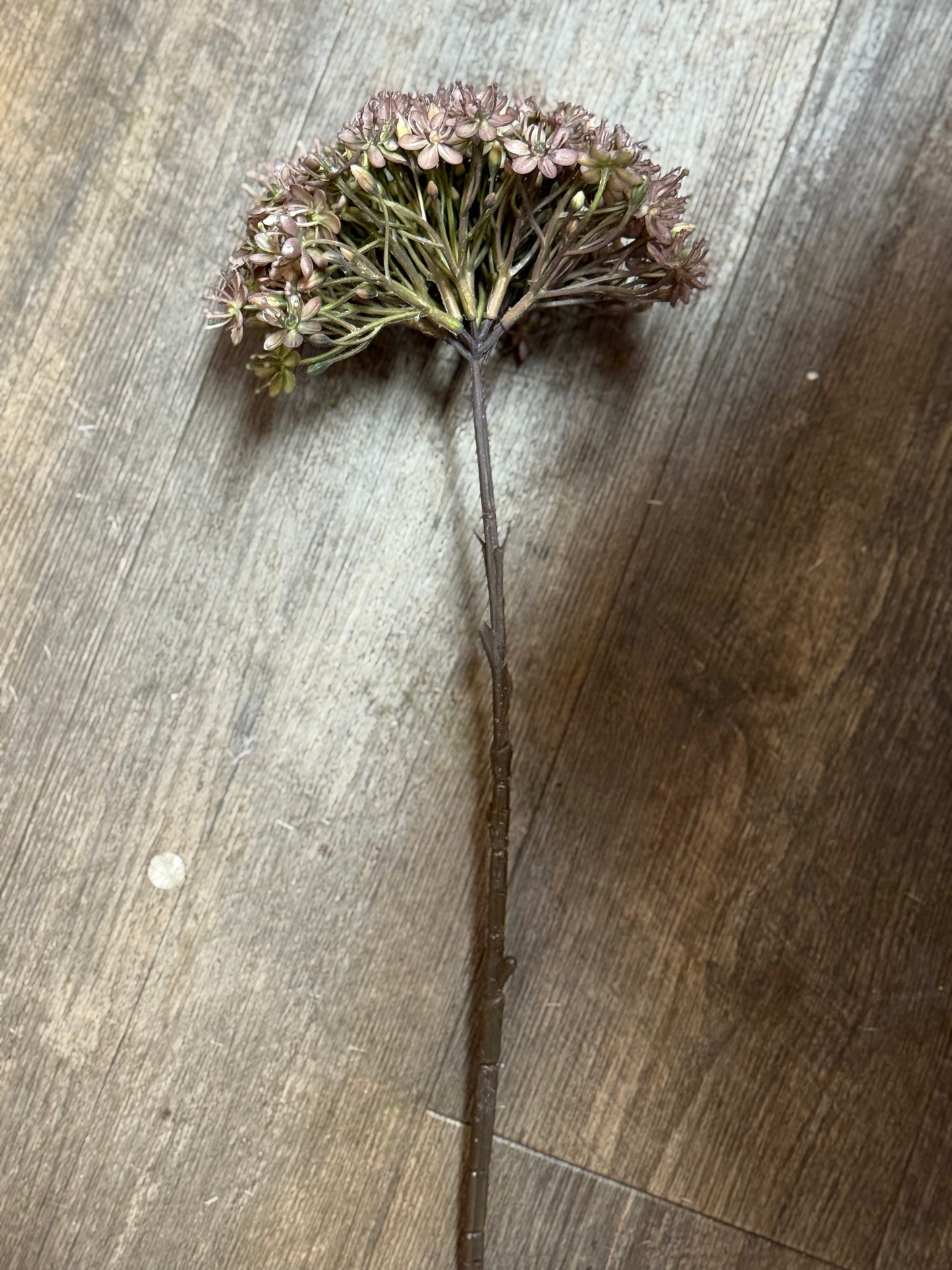 Seidenblume Dill Natur