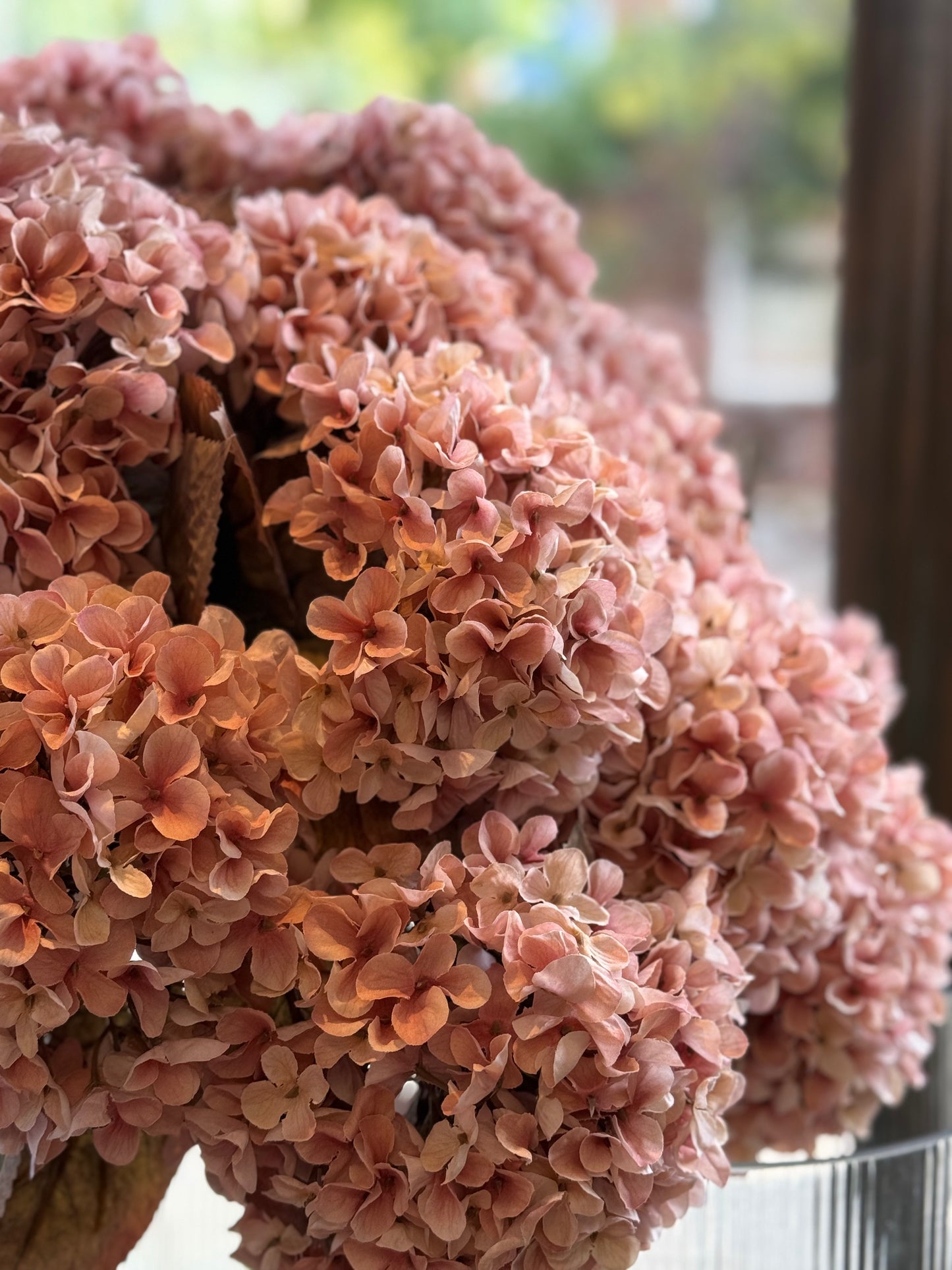 Seidenblume Hortensie