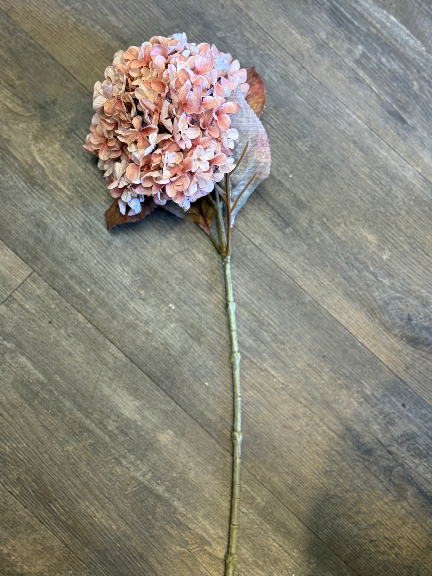 Seidenblume Hortensie