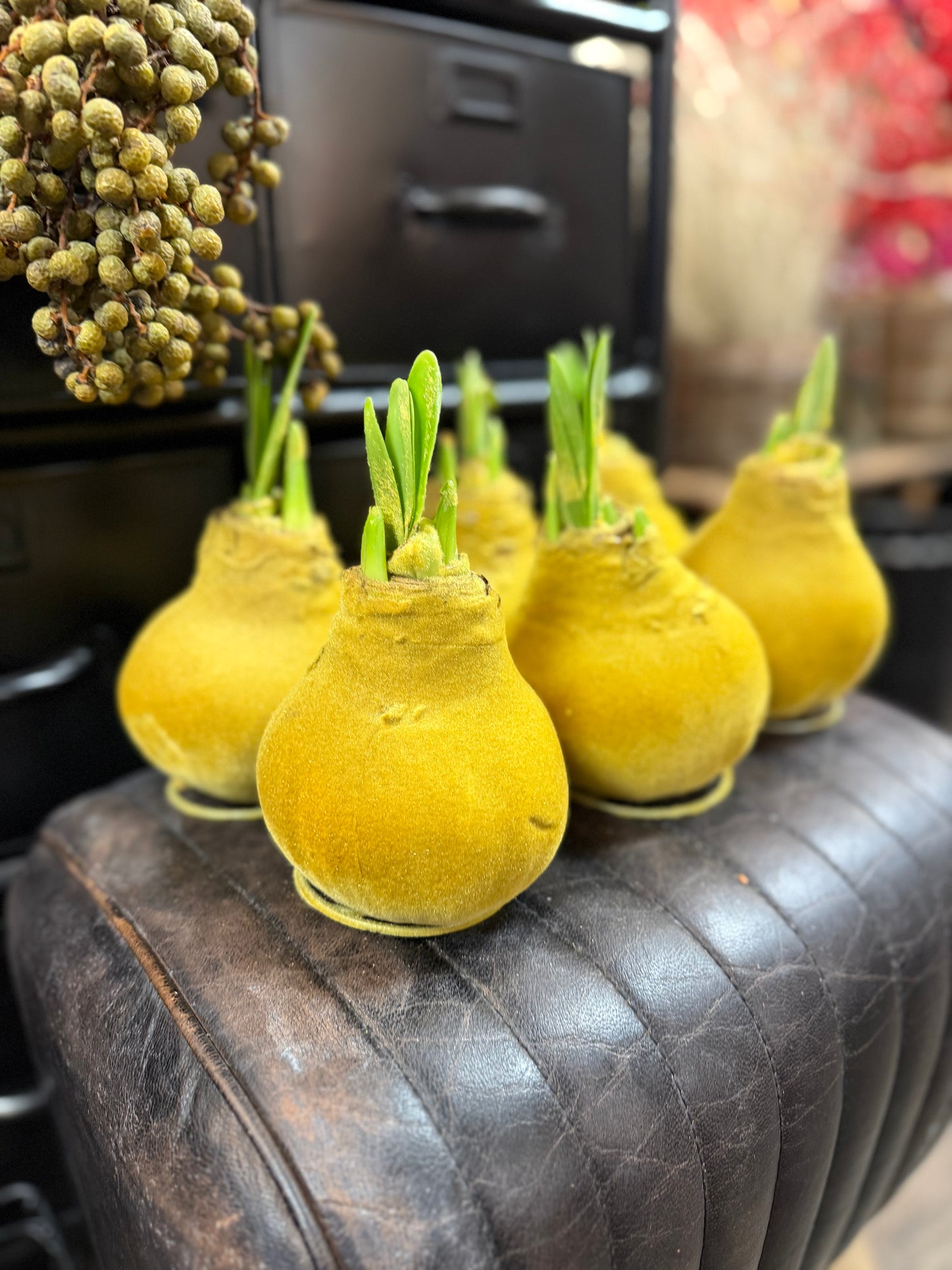 Amaryllis verschiedene Farben