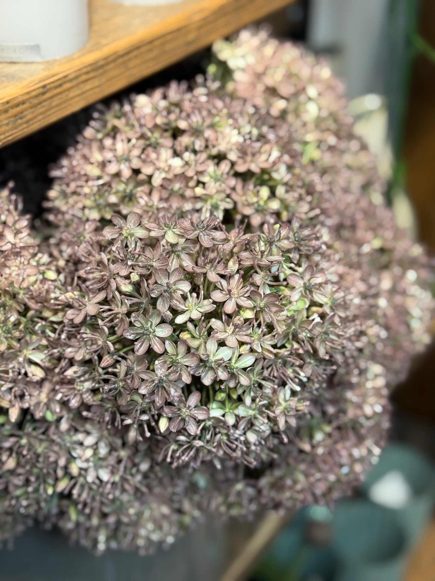 Seidenblume Dill Natur