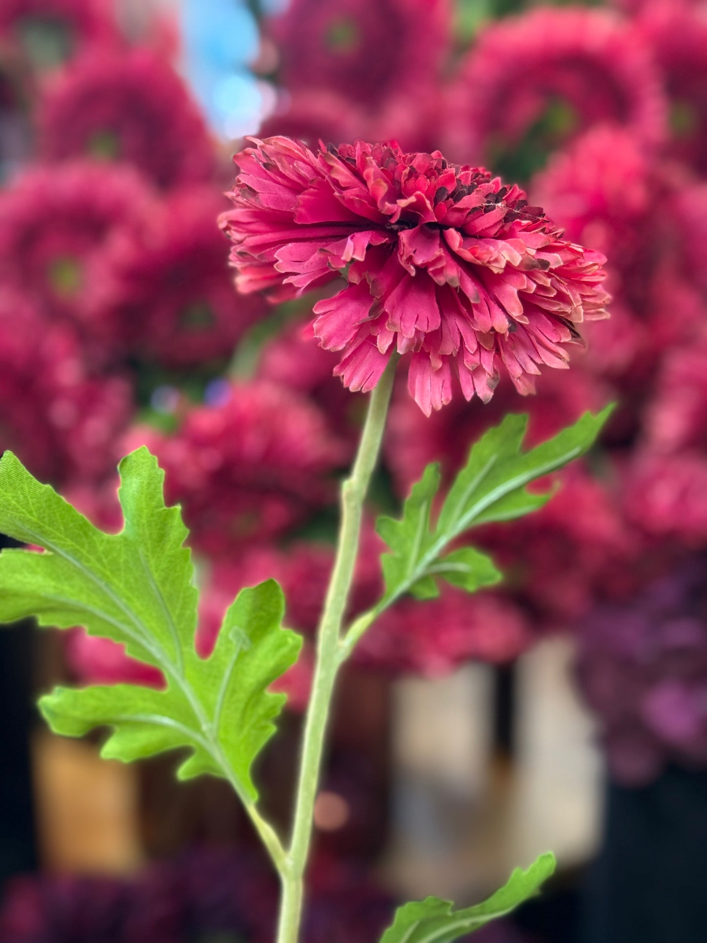 Seidenblume Gebera gefüllt