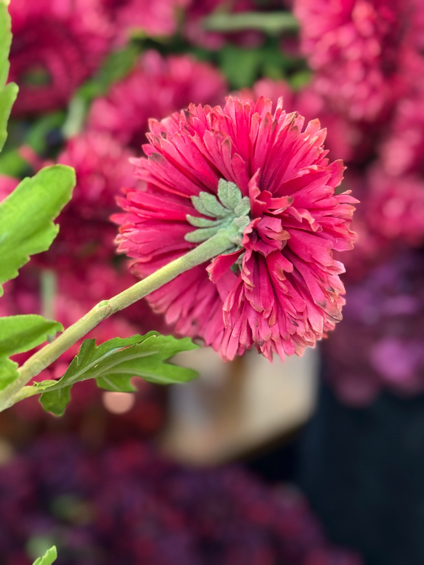 Seidenblume Gebera gefüllt