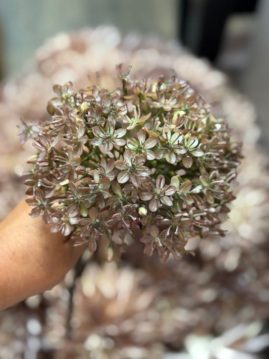 Seidenblume/Kunstblume  Dill Natur