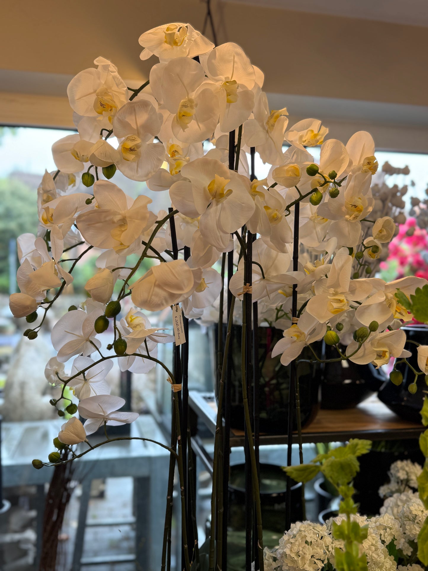Seidenblume Orchidee Pflanze XXL