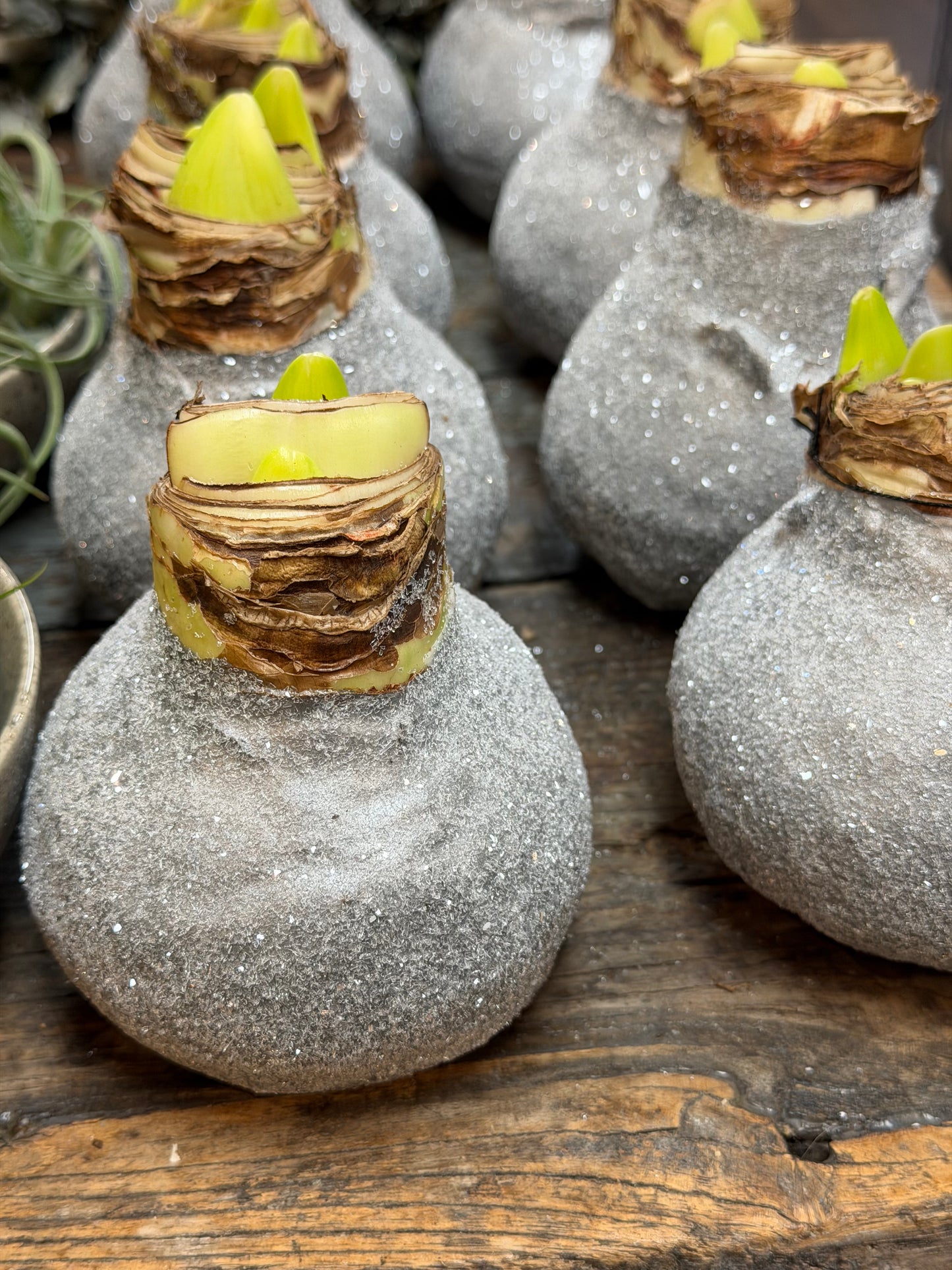 Amaryllis verschiedene Farben