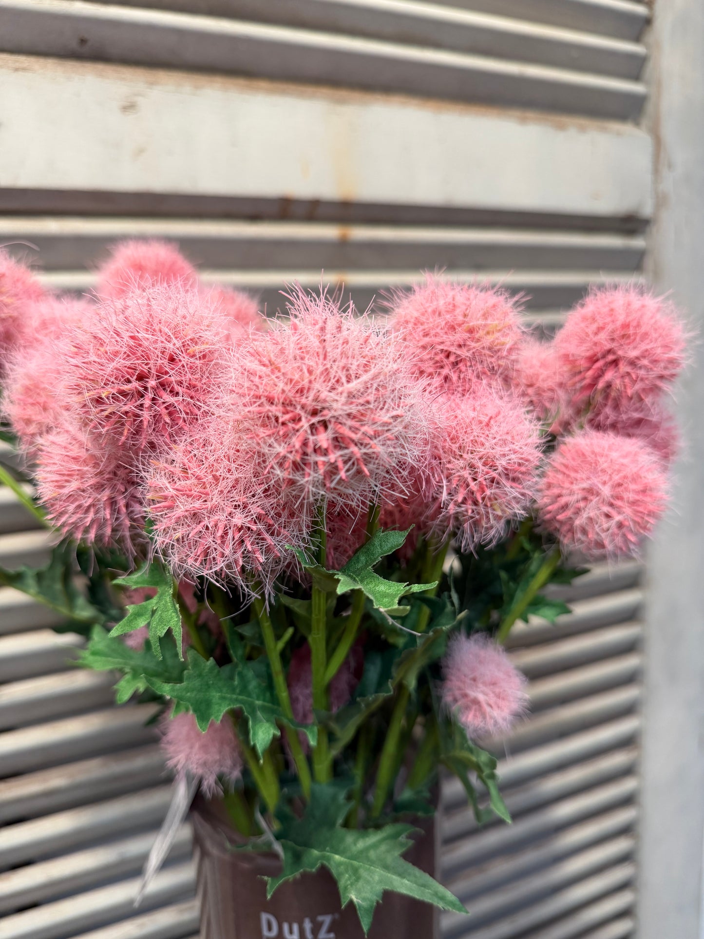 Seidenblume Kugelzweig mehrere Blüten