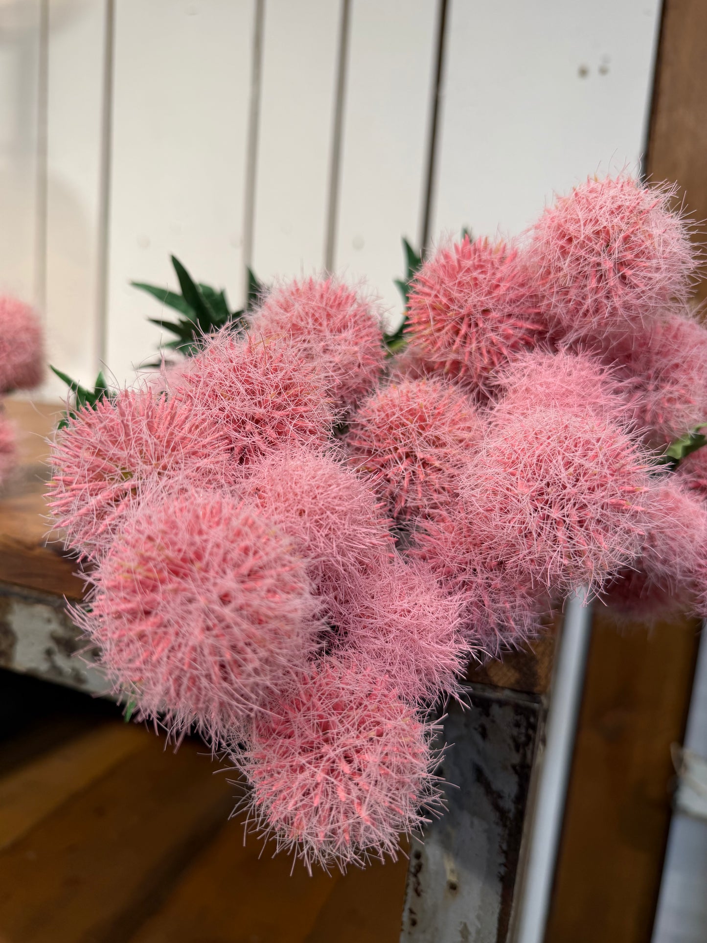 Seidenblume Kugelzweig mehrere Blüten