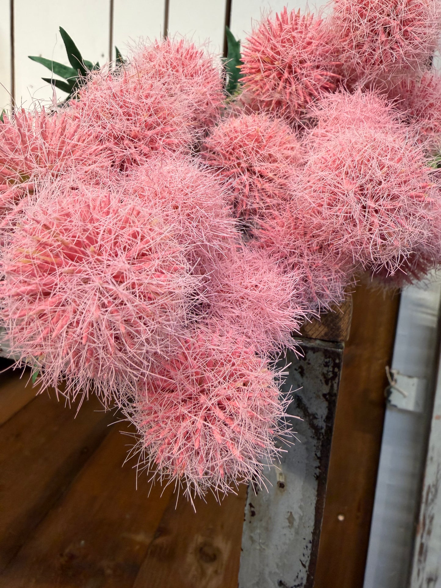 Seidenblume Kugelzweig mehrere Blüten
