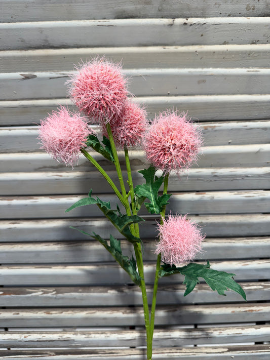 Seidenblume Kugelzweig mehrere Blüten