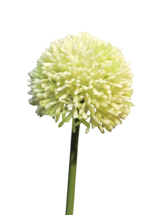 Seidenblume/Kunstblume Allium Creme