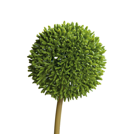 Seidenblume/Ku