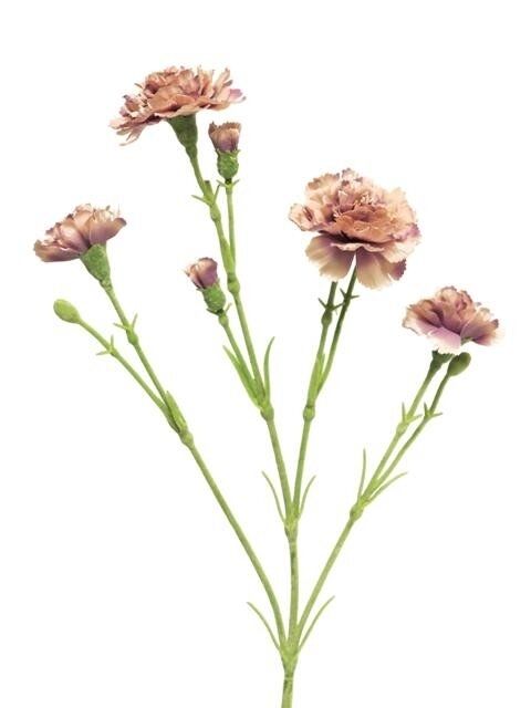 Seidenblume Nelke (Dianthus) Charly in Rosa