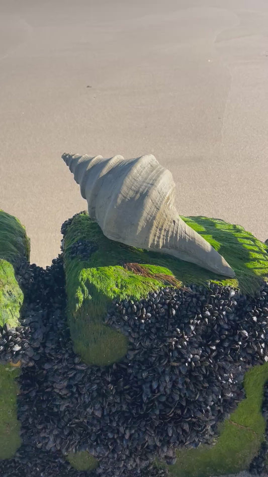 Große Urlaubserinnerung 🐚